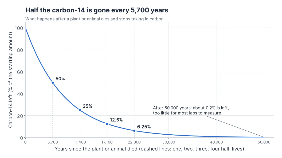 A curve falling from 100% carbon-14 at death to 50% at 5,700 years, 25% at 11,400, 12.5% at 17,100 and 6.25% at 22,800, with about 0.2% left at 50,000 years